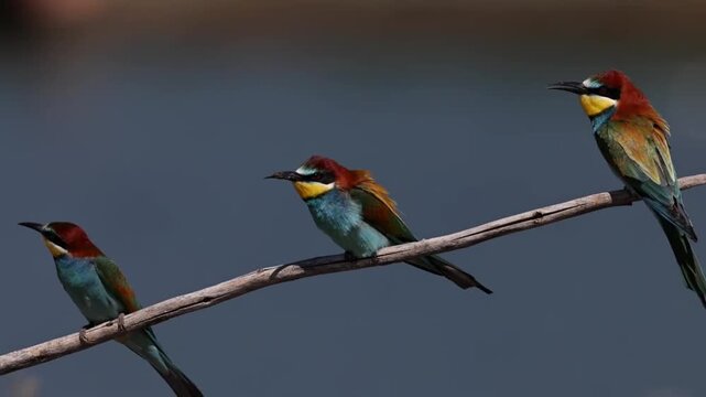 Three european beeeaters perched on a branch against a blurred background