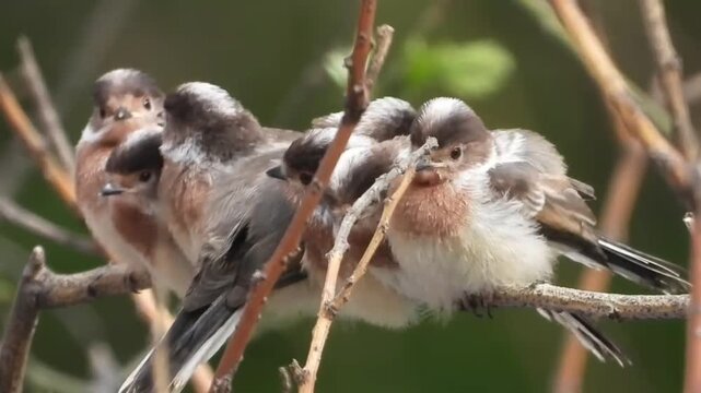A group of longtailed tits huddled together on a branch in the forest