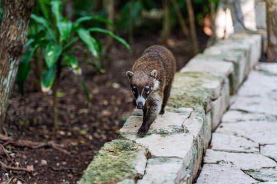 White Nosed Coati Walking on Stone Ledge in Yucatan Mexico