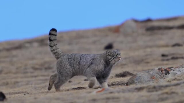 Pallass cat walking on a rocky mountain slope in its natural habitat