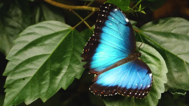 Close up of a blue morpho butterfly is sitting on a leaf, slightly moving its wings..