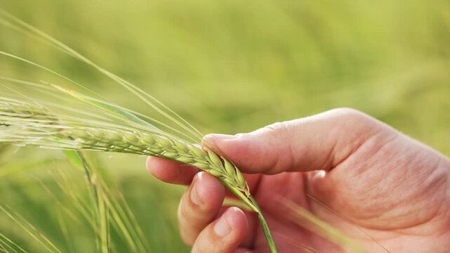 Farmer hand touching green wheat ear. Hand inspects wheat crop in field. Green barley ear held by farmer fingers. Wheat field glows in warm sunlight. Crop growth check on farmland in summer season.