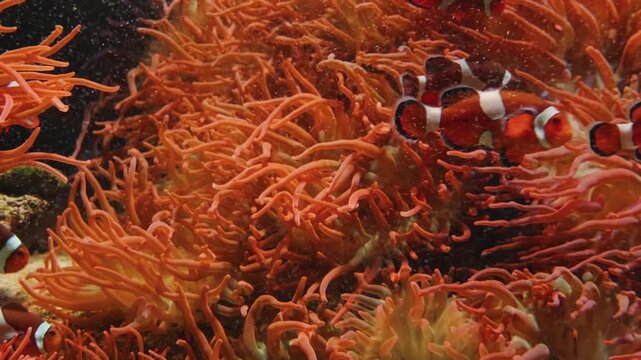 A detailed, eye level shot of a rockfish, possibly a vermilion or copper rockfish, with vibrant orange and red markings. The fish is shown from below, looking up at the surface of the water, with a sm
