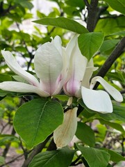 magnolia flowers, magnolia flowers close-up © Даша 