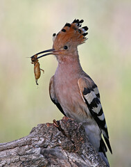 a beautiful hoopoe with food in its beak in the wild © alberto