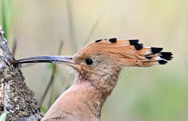 a beautiful hoopoe with food in its beak in the wild © alberto