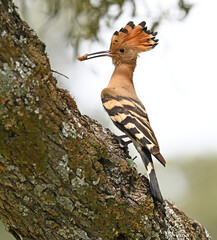 a beautiful hoopoe with food in its beak in the wild © alberto
