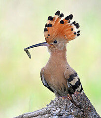a beautiful hoopoe with food in its beak in the wild © alberto