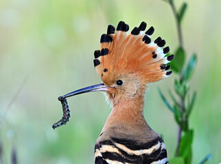 a pretty hoopoe with an insect in its beak © alberto