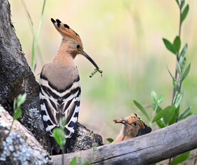 a beautiful common hoopoe in the wild © alberto