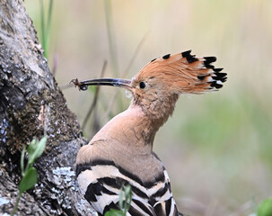 a beautiful hoopoe with food in its beak in the wild © alberto