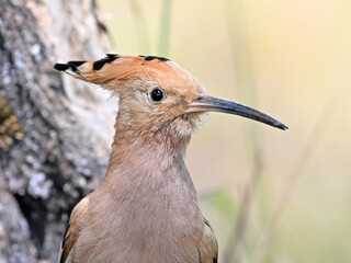 a beautiful hoopoe with food in its beak in the wild © alberto