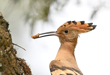 a beautiful hoopoe with food in its beak in the wild © alberto