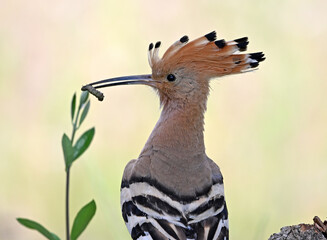 a beautiful hoopoe with food in its beak in the wild © alberto