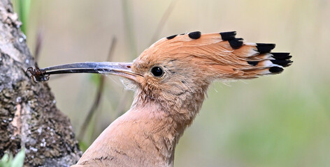 a beautiful hoopoe with food in its beak in the wild © alberto