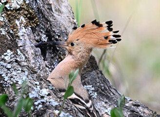 a beautiful hoopoe with food in its beak in the wild © alberto