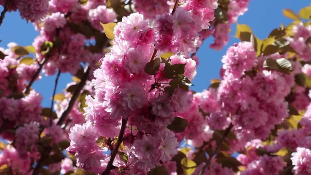 Spring in Paris. Sakura and cherry sway on a wind with blue sky and sun glares at the sunny midday. Blossom falls on a photo lens. High resolution video.