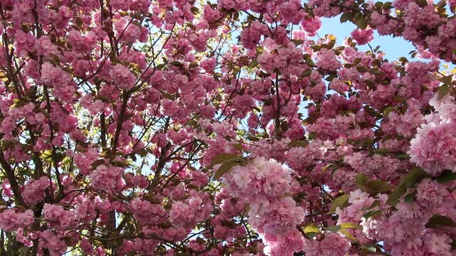 Spring in Paris. Sakura and cherry sway on a wind with blue sky and sun glares at the sunny midday. Blossom falls on a photo lens. High resolution video.