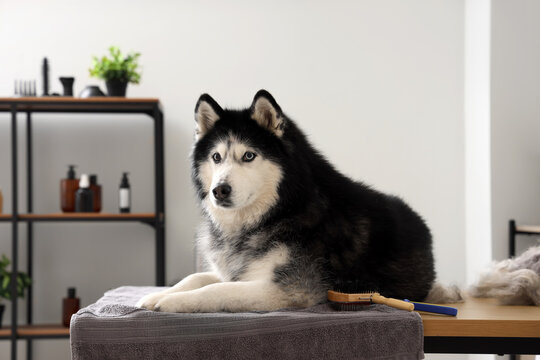 Cute dog after hair brushing out in grooming salon