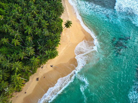 AERIAL TOP DOWN Quiet beach under lush palm trees, where soft lines of whitewater meet golden sand and turquoise ocean shimmers against dense jungle. Dreamy Mentawai coast in unspoiled tropical nature