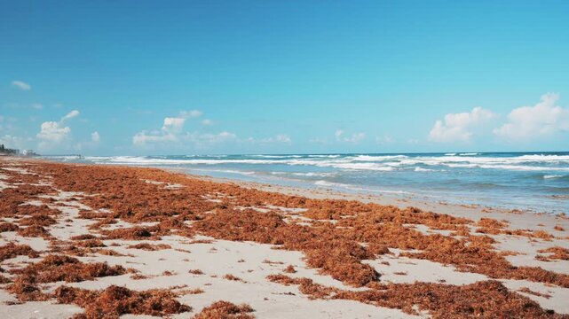 sargassum seaweed on beach