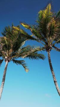 palm trees with blue sky