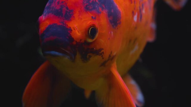 Close up of red and purple carp fish head floating underwater