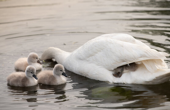 A white mute swan is swimming on the lake with its cygnets.