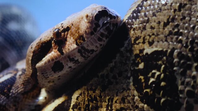 Close up head of a python or Boa constrictor snake slowly crawling  with the tongue coming out on a cloudy spring day
