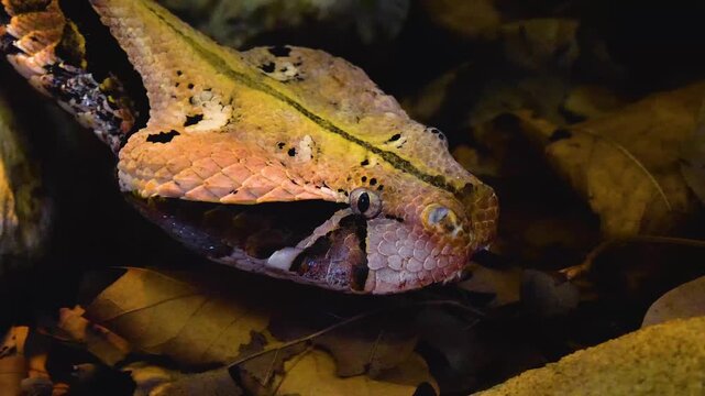 Close up of Gaboon Viper snake head moving slowly around the ground