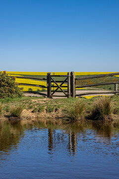 Looking over a pond on Ditchling Beacon with oilseed rape in the fields behind and a blue sky overhead