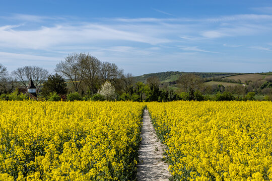 Looking along a footpath through a field of oilseed rape crops, on a sunny spring day in Sussex