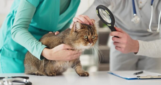 Veterinarian examines cat at pet clinic checkup. A nurse aids the doctor during examination using a magnifier for inspection and care, documenting findings. Concept shows veterinary pet health.