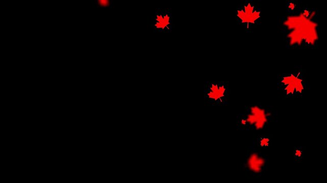 windblown maple leaf overlay animation with transparent background