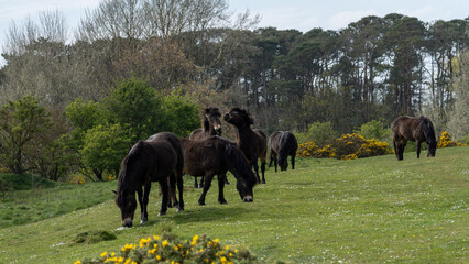 Herd of Exmoor Ponies Grazing in Grassland © Andrew