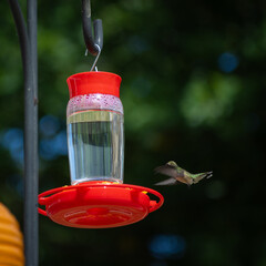 Hummingbird in red feeder © Rhys