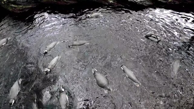 Top view underwater shot of a group of Magellanic penguins swimming in circular patterns. Marine wildlife scene captured from above with dynamic movement and clear water.