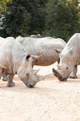 Fototapeta premium Rhinocéros