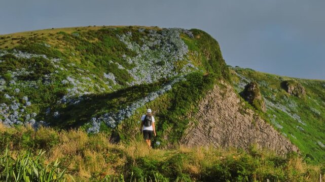 Aerial drone telephoto pedestal shot of a hiker on a grassy slope with a parallax effect against vertical basalt columns and blue hydrangeas, Flores Island, Azores