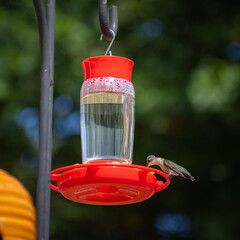 Fototapeta premium Hummingbird in red feeder