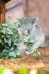 Obraz premium Koala 2
