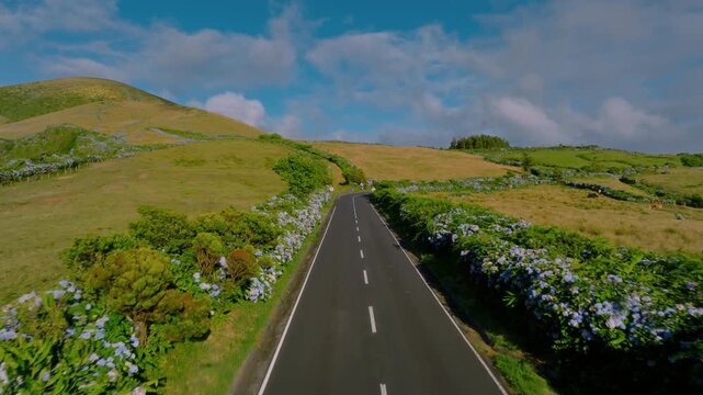 Aerial drone perspective of a straight asphalt road bordered by blooming blue hydrangeas through rolling green pastures on Flores Island, Azores