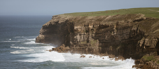 Fototapeta premium Rugged Coastal Cliffs with Waves and Grazing Cattle