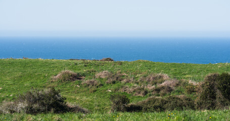 Fototapeta premium Coastal Grassland Meadow with Blue Ocean Horizon