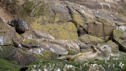 Obraz premium Grey Seal Resting on Rocky Shore with Second Seal in Background, North Berwick