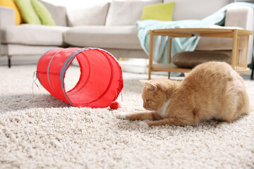 Fototapeta premium Cute cat and toy tunnel on carpet at home