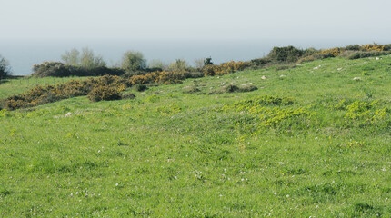 Fototapeta premium Green Coastal Meadow with Sea View and Wild Shrubs