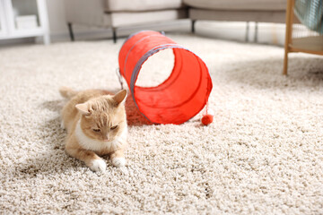 Fototapeta premium Cute cat resting on carpet and toy tunnel at home