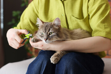 Woman trimming her cat's nails with clipper at home, closeup © New Africa