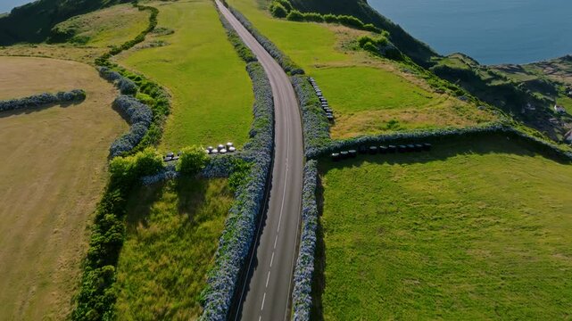 Aerial drone top-down high-angle view of a winding asphalt road bordered by thick blue hydrangea hedges through green agricultural fields on a cliffside, Flores Island, Azores